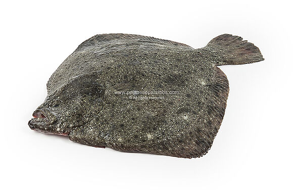 The turbot, a highly valued fish since ancient times
