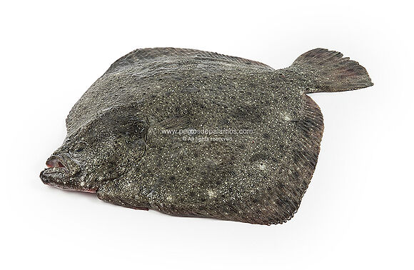 Le turbot, un poisson très apprécié depuis l'antiquité