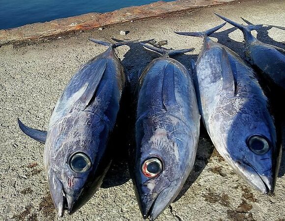 Tuna vessels declare war on illegal fishing