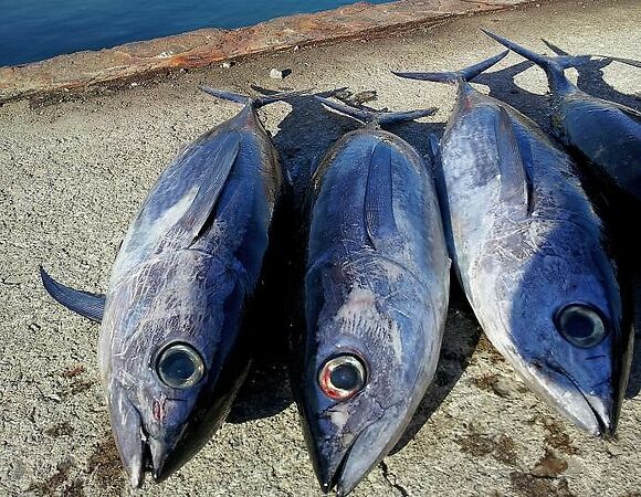 Los atuneros declaran la guerra a la pesca ilegal