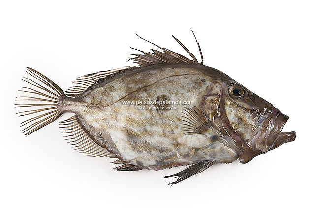 John Dory