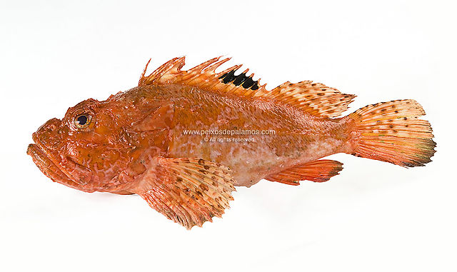 Scorpion fish