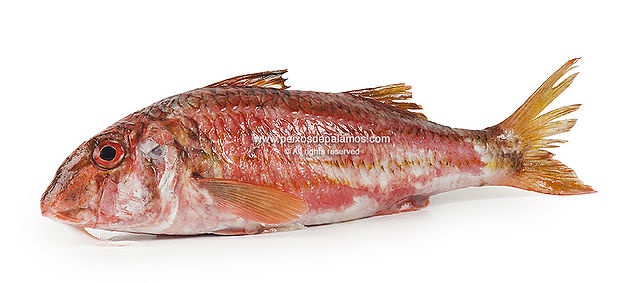 Salmonete