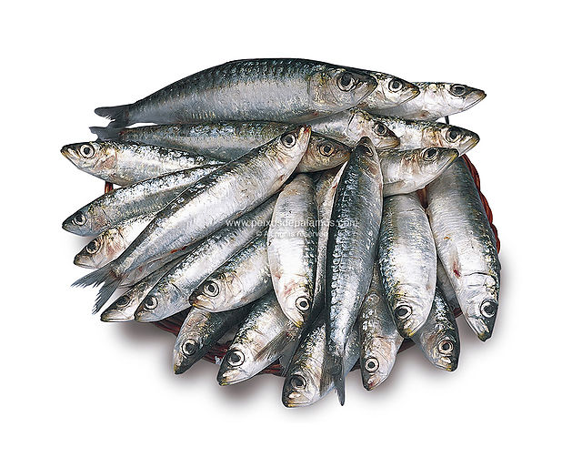 Sardine