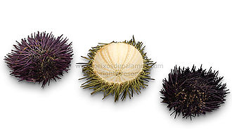 Shell Sea Urchin