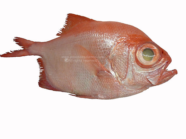 Palometa roja