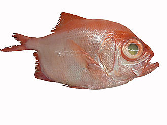 Red bream