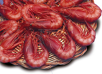 Red prawns