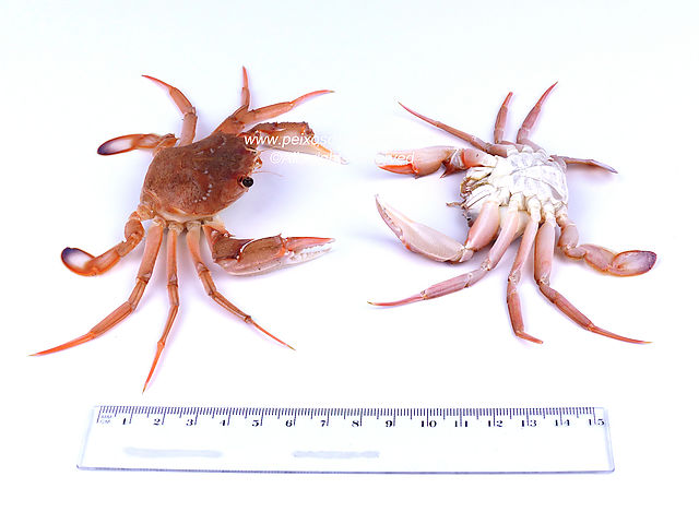 Smooth Swimcrab