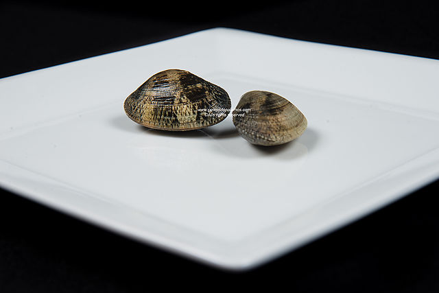 Carpet shell clams