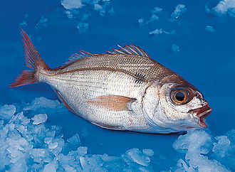 Blue spotted bream
