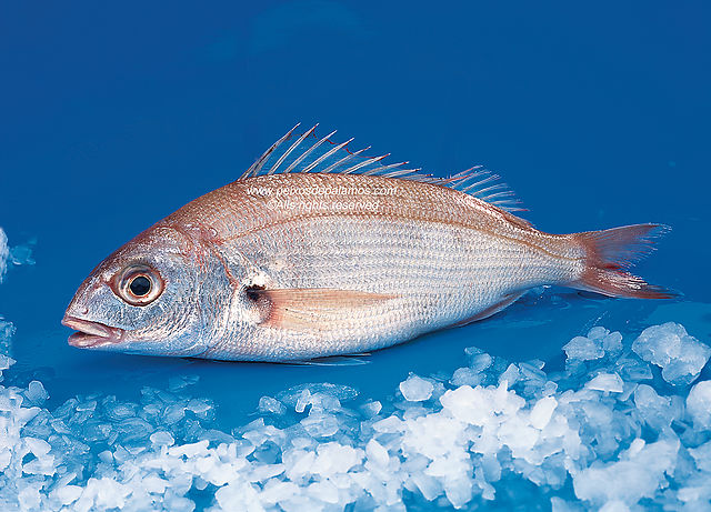 Axillary seabream