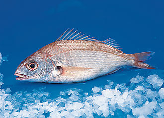 Axillary seabream