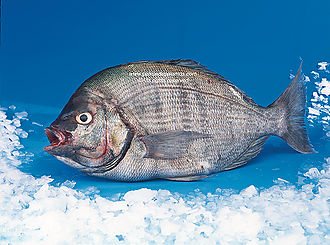 Black seabream