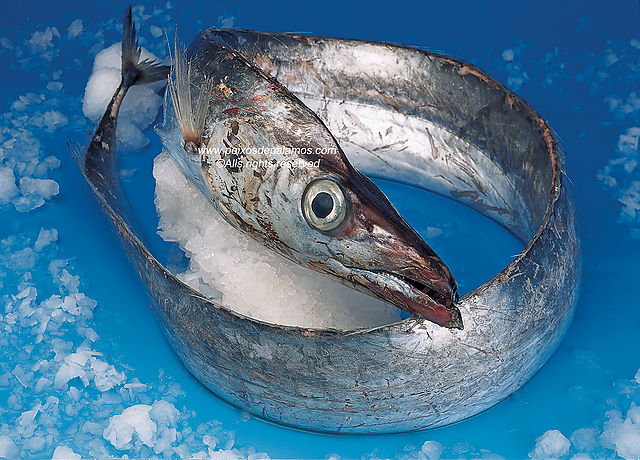 Silver scabbardfish