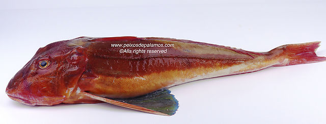 Gurnard