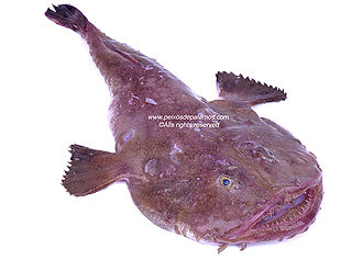 Anglerfish