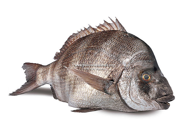 Sargo bream