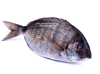 Sargo bream