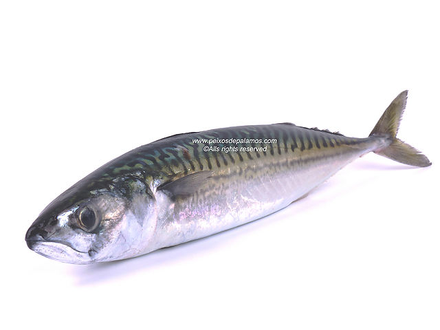 Mackerel