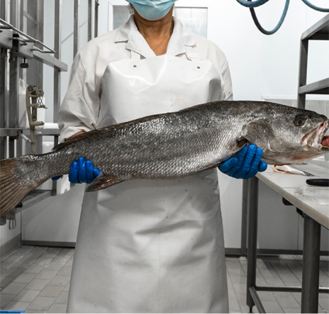 Peixos de Palamós a plus de 40 ans d'expérience dans l'exportation et la distribution des meilleurs poissons et fruits de mer frais